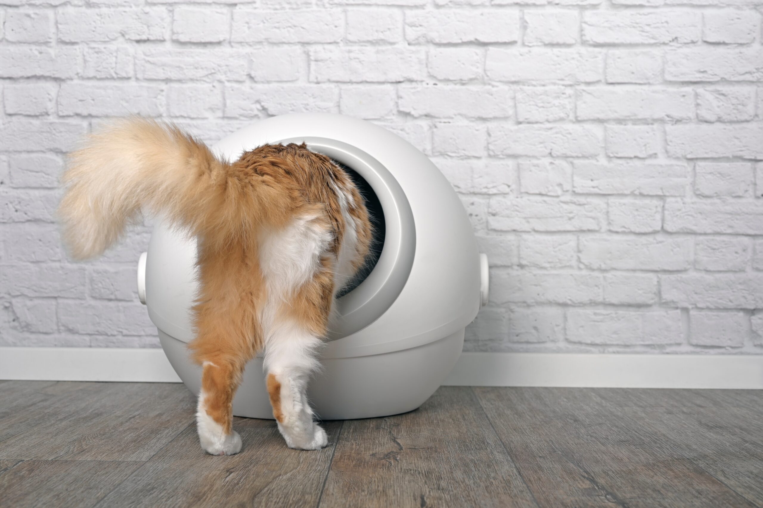 2025年】猫用自動トイレのおすすめ5選！お掃除の手間を減らして